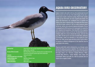 Look out for: 			 Little Green Bee-eater, passage migration of soaring birds, Arabian
				Babbler,White -eyed Gull.
Be one of few to record: 		 Black Bush Robin, CaspianTern, Arminian Gull, Lesser Black back Gull,
				 Creasted honey Buzzard, Spotted eagle, Olive-backed Pipit.
Seasons: 			 Spring and autumn.
Recommended time in the field: 	 2 days.
Nearby birding sites: 		 Wadi Rum, Rahmeh, Gatar.
Accommodation: 		 Aqaba hotels.
Other attractions: 		 Water sports, souk.
AQABA BIRD OBSERVATORY
Aqaba is Jordan’s only outlet to the sea, the country’s port city and
Red Sea resort city on the tip of the Gulf of Aqaba. It was once a
natural oasis of palms watered by springs. Much of the coastline
is built up now with hotels, but some unspoilt areas remain. The
Aqaba Bird Observatory was established here to maintain the
habitats that attract migratory birds. The Aqaba Bird Observatory
is the first in Jordan, opened in 1987 as a water treatment station
forthecity, andhassinceattractedmigratorybirdspecies.Thesite
is managed by the RSCN and one of its main goals is to sustain the
site’s migratory bird populations. More than 80% of the migratory
birdspeciesfoundinJordanusethissite.Theobservatoryhasbeen
included within the annual national bird census, and since the
year 2000, 103 bird species have been recorded there, belonging
to 29 families. Jordan was identified as a key country for water
birdsinthe1990sandtheAqabaBirdObservatoryispartofefforts
to conserve or influence management of the important sites for
water birds in the country.
Migratorywaterbirds,raptorsandpasserinescrossthroughmainly
during the spring and autumn migration. This major point along
theEurasian-AfricanbirdmigrationflywayattractstheLittleGreen
Bee-eater, Desert Lark, Blackstart, Hooded Wheatear, White-
crowned Black Wheatear, Arabian Warbler, Sooty Falcon and
Lammergeier. White-eyed Gulls are a Red Sea specialty that can
only be seen in Aqaba in Jordan.
 