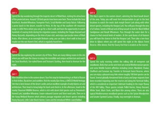 DAY 5
SpendthedaywanderingthroughthemajesticdesertofWadiRum,visitingtheattractions
ofthisprotectedarea.Around120birdspecieshavebeenseenhere.TheseincludetheSinai
Rosefinch, HoodedWheatear,Trumpeter Finch, ScrubWarbler and Sooty Falcon. Following
a picnic lunch in the desert, transfer to Petra. At the top of the southern rift mountain
range is Little Petra where you can go for a short walk and have the opportunity to watch
hundreds of soaring birds during the migration season, including the Steppe Buzzard and
Honey Buzzards, depending on the time of your visit, and enjoy spectacular views ofWadi
Araba. After dinner, at an overnight Bedouin camp, you can take a short walk to hear and
maybe see the rare Hume’s Owl, which is regularly heard here.
DAY 6
Spend the day exploring the ancient city of Petra.There are many hiking routes in the site
where you will have the chance to enjoy the incredible and unique architecture and watch
the Sinai Rosefinch, Fan-tailed Raven andTristram’s Starling, then head to Amman for the
night.
DAY7
Afterbreakfastdrivetotheeasterndesert.YourfirststopforbirdwatchingisatWadialButum
tofindshrikes,flycatchersandwarblers.VisitthenearbyQasrAmra,aUNESCOWorldHeritage
Sitethatisbest-knownofthedesertcastlesandanexcellentexampleofearlyIslamicartand
architecture.Then head to Azraq lodge for lunch and check in. In the afternoon, head to the
nearby ShaumariWildlife Reserve, which is rich with desert bird species such asTemminck’s
Horned Lark, IsabellineWheatear, Cream-coloured Courser and Short-toed Larks.Then on to
the Azraq Wetland Reserve which attracts passage migration and desert species including
HoneyBuzzard,LittleCrakeMarshHarrier,CraneandtheintroducedWhite-earedBulbul.
DAY 8
This day is spent in the eastern desert, admiring the black basalt desert
of the area. Today you will need 4x4 transportation to get to the best
locations to watch the exotic dark morph Desert Lark along with other
desertspecies,includingtheHoopoeLark.Youwillpassthroughthearea
of al Safawi,Tareek alWesad and al Beqa’awyah to look for Black Bellied
Sandgrouse and Basalt Wheatears. Pass through the water dam for a
chance to find several kinds of waders. At the sand dunes of al Hazeem
you will have the chance to find the Hoopoe Lark.Then take a two-hour
drive to Ajloun where you will spend the night at the Ajloun Forest
Reserve. After dinner, find theTawny Owl that is resident at the reserve.
DAY 9
Spend the early morning within the rolling hills of evergreen oak
woodlands.BirdsthatcanbeseenhereareseveralMediterraneanspecies
and some Middle Eastern affinities including Linnet, Blackbird, Chukar,
Chaffinch and Eurasian Jay. Transfer to Yermouk Forest Reserve, where
youcanenjoyapleasanteasyhikewhereroughly100birdspeciescanbe
found. Several globally threatened birds of prey and large migrants have
been recorded migrating over the reserve and along theYarmoukValley,
which is considered an important‘sidetrack’leading to the major flyway
of the Rift Valley. These species include Pallid Harrier, Honey Buzzard,
White Stork, Black Stork, and Black Kite among others. There are also
typical Mediterranean woodland species such as the SyrianWoodpecker
and Greater Spotted Cuckoo. Finally, stay overnight in Amman.
 