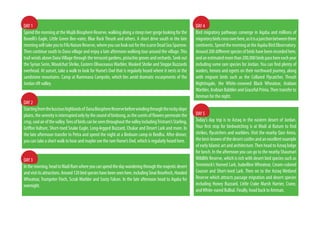 DAY1
Spend the morning at the Mujib Biosphere Reserve, walking along a steep river gorge looking for the
Bonelli’s Eagle, Little Green Bee-eater, Blue Rock Thrush and others. A short drive south in the late
morningwilltakeyoutoFifaNatureReserve,whereyoucanlookoutforthescarceDeadSeaSparrow.
Then continue south to Dana village and enjoy a late afternoon walking tour around the village.This
trail winds above DanaVillage through the terraced gardens, pistachio groves and orchards. Seek out
the Syrian Serin,Woodchat Shrike, Eastern OlivaceaousWarbler, Masked Shrike and Steppe Buzzards
overhead. At sunset, take a walk to look for Hume’s Owl that is regularly heard where it nests in the
sandstone mountains. Camp at Rummana Campsite, which lies amid dramatic escarpments of the
Jordan rift valley.
DAY2
Startingfromtheluscioushighlandsof DanaBiosphereReservebeforewindingthroughtherockyslope
plains,theserenityisinterruptedonlybythesoundofbirdsong,asthescentsofflowerspermeatethe
crisp,coolairofthevalley.TensofbirdscanbeseenthroughoutthevalleyincludingTristram’sStarling,
Griffon Vulture, Short-toed Snake Eagle, Long-legged Buzzard, Chukar and Desert Lark and more. In
the late afternoon transfer to Petra and spend the night at a Bedouin camp in Beidha. After dinner,
you can take a short walk to hear and maybe see the rare Hume’s Owl, which is regularly heard here.
DAY3
Inthemorning,headtoWadiRumwhereyoucanspendthedaywanderingthroughthemajesticdesert
andvisititsattractions.Around120birdspecieshavebeenseenhere,includingSinaiRosefinch,Hooded
Wheatear, Trumpeter Finch, Scrub Warbler and Sooty Falcon. In the late afternoon head to Aqaba for
overnight.
DAY4
Bird migratory pathways converge in Aqaba and millions of
migratorybirdscrossoverhere,asitisajunctionbetweenthree
continents.SpendthemorningattheAqabaBirdObservatory.
Around200differentspeciesofbirdshavebeenrecordedhere,
andanestimatedmorethan200,000birdspasshereeachyear
including some rare species for Jordan. You can find plenty of
waders, herons and egrets on their northward journey, along
with migrant birds such as the Collared Flycatcher, Thrush
Nightingale, the White-crowned Black Wheatear, Arabian
Warbler, Arabian Babbler and Graceful Prinia.Then transfer to
Amman for the night.
DAY5
Today’s day trip is to Azraq in the eastern desert of Jordan.
Your first stop for birdwatching is at Wadi al Butum to find
shrikes, flycatchers and warblers. Visit the nearby Qasr Amra,
thebest-knownofthedesertcastlesandanexcellentexample
of early Islamic art and architecture.Then head to Azraq lodge
for lunch. In the afternoon you can go to the nearby Shaumari
Wildlife Reserve, which is rich with desert bird species such as
Temminck’s Horned Lark, Isabelline Wheatear, Cream-colored
Courser and Short-toed Lark. Then on to the Azraq Wetland
Reserve which attracts passage migration and desert species
including Honey Buzzard, Little Crake Marsh Harrier, Crane,
andWhite-eared Bulbul. Finally, head back to Amman.
 