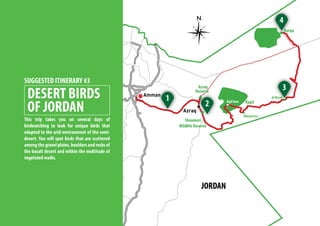Burqu
Wasad Area
Shaumari
Wildlife Reserve
Rajil Dam
Al Wisad
Azraq
Reserve
Rajel
2
1
3
4
JORDAN
SUGGESTED ITINERARY #3
DESERT BIRDS
OF JORDAN
This trip takes you on several days of
birdwatching to look for unique birds that
adapted to the arid environment of the semi-
desert. You will spot birds that are scattered
among the gravel plains, boulders and rocks of
the basalt desert and within the multitude of
vegetated wadis.
 