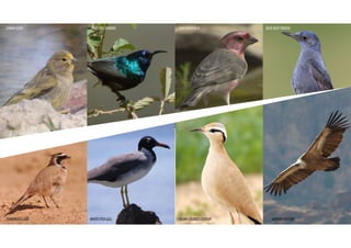 SYRIANSERIN
TEMMINCK’SLARK WHITEEYEDGULL CREAM-COLOREDCOURSER GRIFFONVULTURE
PALESTINESUNBIRD SINAIROSEFINCH BLUEROCKTHRUSH
 