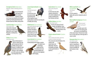 Ferruginous Duck Aythyanyroca
Migratory,mainlyawinteringspeciesin
Jordan
This near-threatened
duck species has
been recorded
regularly in Aqaba
over the past two decades, but the largest
numbers are found at theTannour Dam,
between Karak andTafileh, during winter.
Sand PartridgeAmmoperdixheyi
Seenallyearround
Look out for it along the
southern rift margins from
Mujib all the way to Aqaba
Mountains, including Dana
and Rum.
ChukarAlectorischukar
Seenallyearround
Dana is the best place to
look for it where you may
get the impression that it is
a widely common species.
However it is difficult to spot
outside the reserve due to
hunting. Its call is probably
one of the sounds you will hear
most frequently in Dana.
Levant Sparrowhawk Accipiter
brevipes
SeenfromlateAprilto
earlyMay
It can be seen across
the country during
this limited period
of the migration season.
Good locations to look for it are along the
rift valley and in Azraq.
Pallid HarrierCircusmacrourus
Seenduringmigrationandinwinter
While it can be seen
anywhere throughout
migration seasons, the
best locations are in the
eastern desert in areas
like Burqu and Safawi.
Lesser KestrelFalconaumanni
Seeninspringandsummer
Itbreedsalongtheriftmargins,mostlyin
thesouthernones
aroundDana,
ShobakandPetra.
Itcanalsobeseennear
agriculturalfieldsinthe
plainseastofthehighlands
whileforaging.
Sooty FalconFalcoconcolor
Seeninlatespringand
summer
It arrives later than other
migrants and breeds in
the southern highlands and
margins including Petra,
Rum, Rahmah and Dana.
GriffonVultureGypsfulvus
Seenallyearround
It can be seen all across the rift
margins and highlands. Dana
remains the only confirmed
breeding location in the
country.
Cream-coloured Courser Cursorius
cursor
Seeninspringandsummer,andinless
numbersinautumnandwinter
Thiscanbeseeninallaridhabitatsinthe
countryinthe
easterndesertand
WadiAraba.Shaumari,
BerMadhkurandAqaba
arealsogoodlocationsto
lookforit.
White-eyed Gull Larus
leucophthalmus
Seenallyear
round
It can be spotted in
Aqaba only. Look for it along the south of
Aqaba.
Black-bellied SandgrousePterocles
orientalis
Allyeararound,
betterinspringand
winter
A nomadic species that
can be seen more during good
wet seasons in any flooded area
of the eastern desert.The best time to look
for it is in the early hours of the day when it
comes to drink.
Namaqua Dove Oenacapensis
Seenallyearround
It is believed that this
species is expanding its
distribution. Aqaba and
Azraq are probably the
best locations to look
for it.
 