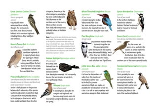 Great Spotted Cuckoo Clamator
glandarius
Seeninspringand
summer
It is probably more
widespread than initially
thought.The best spots to
look for it are in dense arboreal
habitats in the northern highlands
including Dibeen, KingTalal Dam
andYarmouk.
Hume’sTawny Owl Strixbutleri	
Seenallyearround
Around the southern
sandstone highlands. It
is regularly heard along
the upper part ofWadi
Dana, which is probably
where you will have the best
chance of seeing it in Jordan.
Other locations include Little
Petra andWadi Rum.
Pharaoh Eagle Owl Buboascalaphus
Seenallyearround,butmorenoticeablein
breedingseasoninFebruaryandMarchand
intheeasterndesertinwinter.
Jordan is likely located on the junction
between both subspecies of the species.
Southern and eastern records from Rajil,
Azraq and Rum most probably belong
to the subspecies desertorum, which
looks smaller and paler than the other
subspecies. Breeding of this
other subspecies ascalaphus
has been confirmed around
Tel El-Rumman in the
northern part of the country.
Other northern records
from Irbid and Amman most
probably belong to the latter
subspecies
Note: Thespecieshasbeendividedintotwo:Eurasian
andPharaoh.TheEurasianEagleOwl,referredto
astheEagleOwl(scientificnameBubobubo)isno
longerconsideredtobeinJordan.ItisthePharaoh
EagleOwl(scientificnameBuboascalaphus)thatis
currentlypresentinvariouspartsofthecountry,and
thisisdividedintotwosubspecies,bothofwhichare
believedtobepresentinJordan.
Nubian Nightjar Caprimulgusnubicus
Allyearround
It has long been
believed that this
species should
be more common
than already documented. Fifa has recently
become the best location to look for it,
most preferably at dusk.
Hoopoe Upupaepops
Seenallyearround
It is widespread along the rift
margins and highlands and
becomes easy to spot when it is
most active during the breeding season in
the spring.
White-Throated Kingfisher Halcyon
smyrnensis
Allyearround
A resident along the Jordan
Valley north of the Dead
Sea, more easily seen in water
reservoirs, like Karameh Dam but it
can even be seen along the main roads.
Pied Kingfisher Cerylerudis
Allyearround
Less common than theWhite-
throated Kingfisher but
they share almost the
same distribution in the country
along the Jordan RiftValley, north
of the Dead Sea (Al-Ghor). More
restricted to water bodies,
such as Kafrein and Ziglab Dams.
Little Green Bee-eater Merops
orientalis
Seenallyearround
It is found in the southern rift
valley from the shoreline of
the Dead Sea all the way
to the Red Sea, around
acacia trees. Mujib and Aqaba are
probably the best locations to look for
it but it can still be seen anywhere with
acacia trees along theWadi Araba road.
SyrianWoodpecker Dendrocopos
syriacus
Seenallyearround
In the northern highlands
restricted to arboreal
habitats.The best locations to
look for it would beYarmouk
and Dibeen.
Dunn’s Lark Eremalaudadunni
Seenallyearroundbutmostnotablyin
spring
Not the easiest lark
species to be spotted in the
country as Jordan represents
its northernmost global
distribution. Most of the few
recent records were from the
southern part of the country around Aqaba.
Temminck’s Horned Lark Eremophila
bilopha
Seenallyearround
This is probably the most
common lark species in
the eastern desert.The
easiest place to look for it is
Shaumari, but it can be seen
in various other locations
including the plains to the
east of the southern highlands.
 