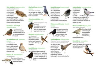 Thick-billed LarkRamphocorisclotbey
Seenallyearlong,butmorein
springandwinter
Another nomadic
species that follows
water. It is more
widespread and commoner
than initially thought. It can be spotted
on any water pond in the eastern desert,
including Shaumari and Safawi.
Desert Lark – Dark Morph
Ammomanesdeserti
Seenallyearround
This is restricted to the
basalt desert in the east. It
has been regularly spotted
inWadi Rajil.
Bar-tailed Desert Lark Ammomanes
cincturus
Seenallyearround
It is found in the Eastern
Desert in sandy wadis and
areas with sandy patches.
It has also been recorded
alongWadi Araba.
Hoopoe Lark Alaemonalaudipes
Seenallyearround
It can be seen in the eastern
desert in sandy areas around
Hazeem and Shaumari.
Blue RockThrush Monticola
solitarius
Seeninspringandsummer
This bird can be seen all along the
southern rift margins in Madaba,
Karak, Dana and Petra.
White-throated Robin Irania
gutturalis
Seenduringmigrationinspring
andautumn
It is probably more common
than initially thought, but
Azraq still provides the best
opportunity to look for it.
Blackstart Cercomelamelanura
Seenallyearround
All along the rift margins
fromYarmouk to Aqaba,
but more easily found in the
arid southern rift margins and
Wadi Araba.
BasaltWheatear Oenanthedeserti
Seenallyearround
This is endemic to the Basalt desert of
Jordan, Syria and Saudi Arabia
but it is not a common species.
It is mainly spotted on piles of
basalt rocks around Safawi and
Wasad.
HoodedWheatearOenanthemonacha
Seenallyearround
This is one of the least
common wheatears in
the country, but it can
still be seen regularly
in Dana and Mujib
in habitats similar to
those of theWhite-crownedWheatear.
White-crownedWheatear Oenanthe
leucopyga
Seenallyearround
It is quite common within
its habitat, which includes
sandstone cliffs in the
southern highlands along
Petra, Rum and Mujib.
Striolated Bunting Emberizastriolata
Allyearroundbutmorenoticeableinspring
andearlysummerduringbreedingseason
This species has been
separated from the
House Bunting to
become a stand-alone
species. A southern
Jordan speciality, it can
be seen in Petra, Dana and
Mujib along the shorelines of the Dead Sea.
ArabianWarbler Sylvialeucomelaena
Seenallyearround
It is probably less
abundant today
compared
to a couple
of decades ago, most probably due to
woodcutting inWadi Araba. Specific
locations to look for it are Ghwaiebh, Ber
Madhkur and Qatar.
OlivaceousWarbler Hippolaispallida
Spring,summerandautumn
It is widespread and
common along the
southern margins
and highlands in
arboreal habitats,
especially around acacias.
Masked Shrike Laniusnubicus
Seeninspringandsummer
Look out for it all along the rift margins and
highlands throughout the
migration and summer.
 