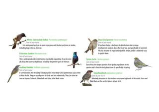 White- Spectacled Bulbul Pycnonotusxanthopygos
Seenallyearround
It is widespread and can be seen in any area with bushes and trees in Jordan,
including large cities as Amman.
Palestine Sunbird Nectariniaosea
Seenallyearround
This is widespread and its distribution is probably expanding. It can be seen
all along the country’s highlands, including the greener parts of Amman.
Arabian BabblerTurdoidessquamiceps
Seenallyearround
It is restricted to the rift valley in Jordan and is most likely to be spotted near acacia trees
inWadi Araba.They are usually seen in flocks and not individually.They can often be
seen at Feynan, Rahmah, Ghwaibeh and Qatar, all inWadi Araba.
Dead Sea Sparrow Passermoabiticus
Seenallyearround
It has been facing a decline in its distribution due to mega-
development projects along the Dead Sea, and specifically in Sweimeh.
Fifa has become its major stronghold in Jordan, and it is relatively easy
to spot it there.
Syrian Serin Serinussyriacus
Seenallyearround
Dana hosts the largest portion of the global population of this
species and is thus the best place to see it, specifically in spring.
Sinai Rosefinch Carpodacussynoicus
Seenallyearround
Relatively abundant in the southern sandstone highlands of the south; Petra and
Wadi Rum are the perfect places to look for it.
 