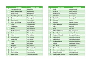 Bird Name Scientific Name
Long-legged Buzzard Buteorufinus
Rough-legged Buzzard Buteolagopus
Honey Buzzard Pernisapivorus
Crested Honey Buzzard Pernisptilorhynchus
Goshawk Accipitergentilis
Sparrowhawk Accipiternisus
Levant Sparrowhawk Accipiterbrevipes
Osprey Pandionhaliaetus
Lesser Kestrel Falconaumanni
Kestrel Falcotinnunculus
Red-footed Falcon Falcovespertinus
Merlin Falcocolumbarius
Hobby Falcosubbuteo
Eleonora’s Falcon Falcoeleonorae
Sooty Falcon Falcoconcolor
Lanner Falcobiarmicus
Saker Falcocherrug
Peregrine Falcoperegrinus
Barbary Falcon Falcopelegrinoides
Chukar Alectorischukar
Sand Partridge Ammoperdixheyi
Black Francolin Francolinusfrancolinus
Bird Name Scientific Name
Quail Coturnixcoturnix
Water Rail Rallusaquaticus
Spotted Crake Porzanaporzana
Little Crake Porzanaparva
Baillon’s Crake Porzanapusilla
Corncrake Crexcrex
Moorhen Gallinulachloropus
Purple Swamphen Porphyrioporphyrio
Coot Fulicaatra
Crane Grusgrus
SiberianWhite Crane Grusleucogeranus
Demoiselle Crane Anthropoidesvirgo
Macqueen’s Bustard ChlamydotisMacqueenii
Painted Snipe Rostratulabenghalensis
Oystercatcher Haematopusostralegus
Black-winged Stilt Himantopushimantopus
Avocet Recurvirostraavosetta
Crab Plover Dromasardeola
Stone-curlew Burhinusoedicnemus
Cream-coloured Courser Cursoriuscursor
Collared Pratincole Glareolapratincola
Black-winged Pratincole Glareolanordmanni
 