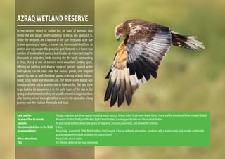 AZRAQWETLAND RESERVE
In the eastern desert of Jordan lies an oasis of wetland that
brings the arid basalt desert suddenly to life as you approach it.
While the wetlands are a fraction of the size they used to be due
to over-pumping of water, a reserve has been established here to
protect and rejuvenate this peaceful spot. Not only is it home to a
number of resident bird species, but it is also an important stop for
thousands of migrating birds crossing the dry lands surrounding
it. Thus, Azraq is one of Jordan’s most important birding spots,
offering an exciting and diverse range of species. Several water
bird species can be seen near the various ponds, and migrant
raptors fly over as well. Resident species in Azraq include Rufous-
tailed Scrub Robin and Hoopoe Lark. The White-eared Bulbul was
introduced here and is another one to look out for. The best time
to go looking for passerines is in the early hours of the day in the
springandautumnwhentheyareusuallypresentinlargenumbers
afterhavingarrivedthenightbeforetorestintheoasisafteralong
journey over the Arabian Peninsula and Sinai.
Look out for:			 Passage migration and desert species including Honey Buzzard, Rufous-tailed Scrub Robin Marsh Harrier, Crane and the introduced White-cheeked Bulbul.
Be one of few to record:		 Menetries’Warbler, PaddyfieldWarbler, Blyth’s ReedWarbler, GrasshoppperWarbler and MoustachedWarbler.
Seasons: 			 All year round; autumn, winter and spring for migration, including water birds, and summer for breeders.
Recommended time in the field: 	 2 days.
Accommodation: 		 Azraq lodge, a converted 1940s British military field hospital. It has an authentic atmosphere, combined with a modern twist, and provides comfortable
				 accommodation from which to explore the Eastern Desert.
Other attractions: 		 Azraq Castle, desert castles.
Tips: 				Try Chechan dishes by the local community.
 