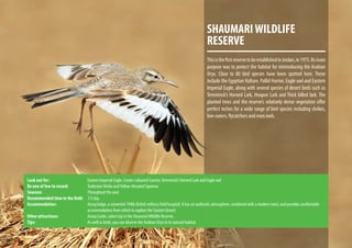 SHAUMARIWILDLIFE
RESERVE
ThisisthefirstreservetobeestablishedinJordan,in1975.Itsmain
purpose was to protect the habitat for reintroducing the Arabian
Oryx. Close to 80 bird species have been spotted here. These
include the Egyptian Vulture, Pallid Harrier, Eagle owl and Eastern
Imperial Eagle, along with several species of desert birds such as
Temminck’s Horned Lark, Hoopoe Lark and Thick billed lark. The
planted trees and the reserve’s relatively dense vegetation offer
perfect niches for a wide range of bird species including shrikes,
bee-eaters, flycatchers and even owls.
Look out for:			 Eastern Imperial Eagle, Cream-coloured Courser,Temminck’s Horned Lark and Eagle owl
Be one of few to record:		 Turkestan Shrike andYellow-throated Sparrow.
Seasons:			Throughout the year.
Recommended time in the field:	 1/2 day.
Accommodation:			 Azraq lodge, a converted 1940s British military field hospital. It has an authentic atmosphere, combined with a modern twist, and provides comfortable
				 accommodation from which to explore the Eastern Desert.
Other attractions:		 Azraq Castle, safari trip in the ShaumariWildlife Reserve.
Tips:				As well as birds, you can observe the Arabian Oryx in its natural habitat.
 