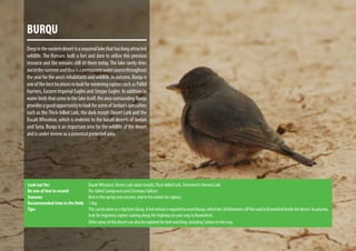 BURQU
Deepintheeasterndesertisaseasonallakethathaslongattracted
wildlife. The Romans built a fort and dam to utilize this precious
resource and the remains still sit there today. The lake rarely dries
outinthesummerandthusisapermanentwatersourcethroughout
theyearforthearea’sinhabitantsandwildlife.Inautumn,Burquis
oneofthebestlocationstolookforwinteringraptorssuchasPallid
Harriers, Eastern Imperial Eagles and Steppe Eagles. In addition to
waterbirdsthatcometothelakeitself,theareasurroundingBurqu
providesagoodopportunitytolookforsomeofJordan’sspecialties
such as the Thick-billed Lark, the dark morph Desert Lark and the
Basalt Wheatear, which is endemic to the basalt deserts of Jordan
and Syria. Burqu is an important area for the wildlife of the desert
and is under review as a potential protected area.
Look out for:			 BasaltWheatear, Desert Lark (dark morph),Thick-billed Lark,Temminck’s Horned Lark.
Be one of few to record:		 Pin-tailed Sandgrouse and CinereousVulture.
Seasons:			Best in the spring and autumn, and in the winter for raptors.
Recommended time in the field:	 1 day.
Tips:				ThiscanbedoneasatripfromAzraq.A4x4vehicleisrequiredtoreachBurqu,whichlies20kilometersofftheroadtoRuweishedinsidethedesert.Inautumn,
				 look for migratory raptors soaring along the highway on your way to Ruweished .
				 Other areas of this desert can also be explored for bird watching, including Safawi on the way.
 