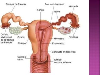 Sexo
Dos investigadores italianos aseguran que la terminología para
definir al orgasmo femenino ayuda al auge de disfuncio...