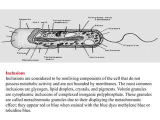 Cell Inclusions Definition Fundamental of bacterial cell morphology | PPTX