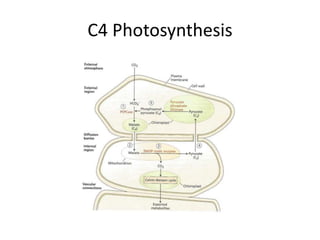 C4 Photosynthesis
 