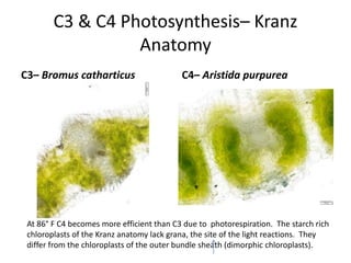 C3 & C4 Photosynthesis– Kranz
Anatomy
C3– Bromus catharticus C4– Aristida purpurea
At 86° F C4 becomes more efficient than C3 due to photorespiration. The starch rich
chloroplasts of the Kranz anatomy lack grana, the site of the light reactions. They
differ from the chloroplasts of the outer bundle sheath (dimorphic chloroplasts).
 