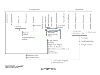Caryophyllales
 