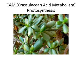CAM (Crassulacean Acid Metabolism)
Photosynthesis
 