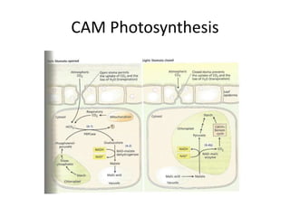 CAM Photosynthesis
 