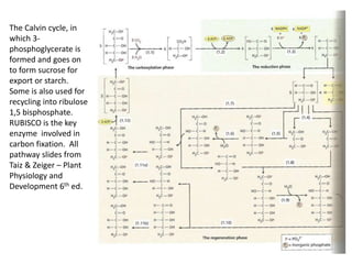 The Calvin cycle, in
which 3-
phosphoglycerate is
formed and goes on
to form sucrose for
export or starch.
Some is also used for
recycling into ribulose
1,5 bisphosphate.
RUBISCO is the key
enzyme involved in
carbon fixation. All
pathway slides from
Taiz & Zeiger – Plant
Physiology and
Development 6th ed.
 