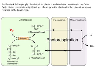 Problem is 2-Phosphoglycolate is toxic to plants, it inhibits distinct reactions in the Calvin
Cycle. It also represents a significant loss of energy to the plant and is therefore at some cost
returned to the Calvin cycle.
 