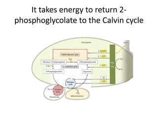 It takes energy to return 2-
phosphoglycolate to the Calvin cycle
 