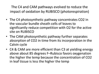 The C4 and CAM pathways evolved to reduce the
impact of oxidation by RUBISCO (photorespiration)
• The C4 photosynthetic pathway concentrates CO2 in
the vascular bundle sheath cells of leaves to
significantly reduce competition with O2 for the active
site on RUBISCO
• The CAM photosynthetic pathway further separates
absorption of CO2 in time from its incorporation in the
Calvin cycle
• C4 & CAM are more efficient than C3 at yielding energy
above about 85 degrees F–Rubisco favors oxygenation
the higher the temp because the concentration of CO2
in leaf tissue is less the higher the temp
 
