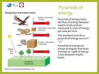 Energy Pyramids Unit C2 community and ecosystem | PDF