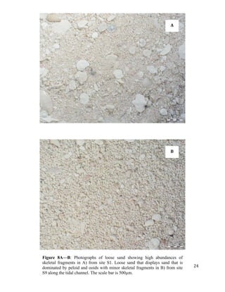   	
  
	
   	
  
	
   	
   	
  
24	
  
A	
  
B	
  
Figure 8A—B: Photographs of loose sand showing high abundances of
skeletal fragments in A) from site S1. Loose sand that displays sand that is
dominated by peloid and ooids with minor skeletal fragments in B) from site
S9 along the tidal channel. The scale bar is 500µm.
 