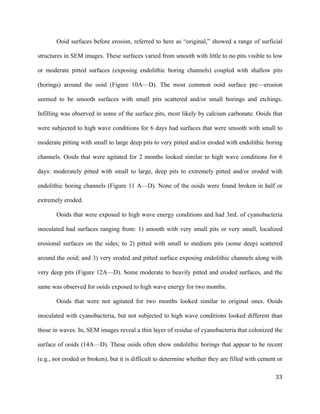   	
  
	
   	
  
	
   	
   	
  
33	
  
Ooid surfaces before erosion, referred to here as “original,” showed a range of surficial
structures in SEM images. These surfaces varied from smooth with little to no pits visible to low
or moderate pitted surfaces (exposing endolithic boring channels) coupled with shallow pits
(borings) around the ooid (Figure 10A—D). The most common ooid surface pre—erosion
seemed to be smooth surfaces with small pits scattered and/or small borings and etchings.
Infilling was observed in some of the surface pits, most likely by calcium carbonate. Ooids that
were subjected to high wave conditions for 6 days had surfaces that were smooth with small to
moderate pitting with small to large deep pits to very pitted and/or eroded with endolithic boring
channels. Ooids that were agitated for 2 months looked similar to high wave conditions for 6
days: moderately pitted with small to large, deep pits to extremely pitted and/or eroded with
endolithic boring channels (Figure 11 A—D). None of the ooids were found broken in half or
extremely eroded.
Ooids that were exposed to high wave energy conditions and had 3mL of cyanobacteria
inoculated had surfaces ranging from: 1) smooth with very small pits or very small, localized
erosional surfaces on the sides; to 2) pitted with small to medium pits (some deep) scattered
around the ooid; and 3) very eroded and pitted surface exposing endolithic channels along with
very deep pits (Figure 12A—D). Some moderate to heavily pitted and eroded surfaces, and the
same was observed for ooids exposed to high wave energy for two months.
Ooids that were not agitated for two months looked similar to original ones. Ooids
inoculated with cyanobacteria, but not subjected to high wave conditions looked different than
those in waves. In, SEM images reveal a thin layer of residue of cyanobacteria that colonized the
surface of ooids (14A—D). These ooids often show endolithic borings that appear to be recent
(e.g., not eroded or broken), but it is difficult to determine whether they are filled with cement or
 