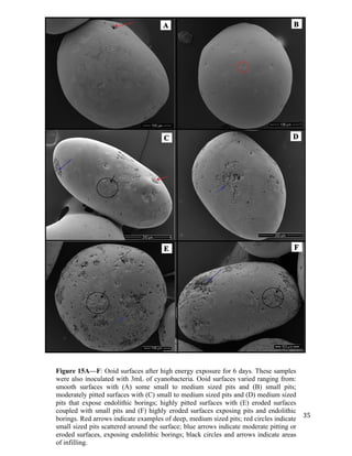   	
  
	
   	
  
	
   	
   	
  
35	
  
Figure 15A—F: Ooid surfaces after high energy exposure for 6 days. These samples
were also inoculated with 3mL of cyanobacteria. Ooid surfaces varied ranging from:
smooth surfaces with (A) some small to medium sized pits and (B) small pits;
moderately pitted surfaces with (C) small to medium sized pits and (D) medium sized
pits that expose endolithic borings; highly pitted surfaces with (E) eroded surfaces
coupled with small pits and (F) highly eroded surfaces exposing pits and endolithic
borings. Red arrows indicate examples of deep, medium sized pits; red circles indicate
small sized pits scattered around the surface; blue arrows indicate moderate pitting or
eroded surfaces, exposing endolithic borings; black circles and arrows indicate areas
of infilling.	
  
	
  
D
E
C
BA
F
 