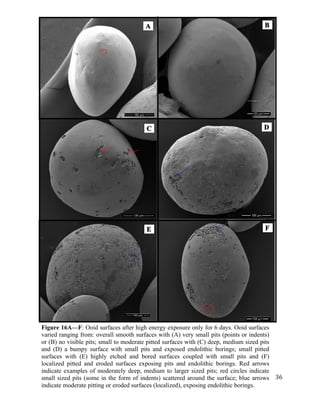   	
  
	
   	
  
	
   	
   	
  
36	
  
	
  
Figure 16A—F: Ooid surfaces after high energy exposure only for 6 days. Ooid surfaces
varied ranging from: overall smooth surfaces with (A) very small pits (points or indents)
or (B) no visible pits; small to moderate pitted surfaces with (C) deep, medium sized pits
and (D) a bumpy surface with small pits and exposed endolithic borings; small pitted
surfaces with (E) highly etched and bored surfaces coupled with small pits and (F)
localized pitted and eroded surfaces exposing pits and endolithic borings. Red arrows
indicate examples of moderately deep, medium to larger sized pits; red circles indicate
small sized pits (some in the form of indents) scattered around the surface; blue arrows
indicate moderate pitting or eroded surfaces (localized), exposing endolithic borings.	
  
D
E
C
BA
F
 