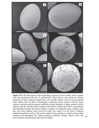  	
  
	
   	
  
	
   	
   	
  
37	
  
Figure 17A—F: Ooid surfaces after high energy exposure for two months. These samples
were also inoculated with 3mL of cyanobacteria. Ooid surfaces were similar to surfaces
agitated for 6 days. Surfaces ranged from: very smooth surfaces with (A) no pits and (B)
some indents that are hard to distinguish; moderately pitted surfaces with (C) deep,
medium sized pits and (D) exposed endolithic boring; moderate to highly eroded or pitted
surfaces with (E) eroded surfaces coupled with small to medium pits and (F) exposed pits
and endolithic borings. Red arrows indicate examples of moderately deep, medium sized
pits; red circles indicate small sized pits (some very small or in the form of indents)
scattered around the surface; blue arrows indicate heavy pitting or eroded surfaces (both
localized and throughout the surface),exposing endolithic borings; Black circles and
arrows indicate eposed sufaces that may be infilled.	
  
D
E
C
BA
F
 