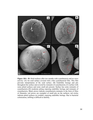   	
  
	
   	
  
	
   	
   	
  
38	
  
Figure 18A—D: Ooid surfaces after two months with cyanobacteria and no wave
activity. (A) An ooid surface covered with a thin cyanobacterial film. This film
prevents interpretation of the ooid surface. (B) Endolithic borings and pits
throughout the surface and covered by remnants of cyanobacteria; (C) surface with
some pitted surfaces and some small pits present. Surface has some remnants of
cyanobacteria (D) moderate pitting exposing endolithic borings and remnants of
cyanobacteria. Black arrows indicate cyanobacteria remnants in the form of films
or filaments; red arrows are examples of small pits on the surfaces; red circles
indicate pitted surfaces (or eroded), exposing endolithic borings. Due to bacterial
colonization, infilling is difficult to identify.	
  
DC
BA
 