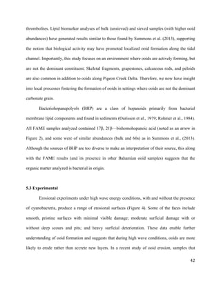   	
  
	
   	
  
	
   	
   	
  
42	
  
thrombolites. Lipid biomarker analyses of bulk (unsieved) and sieved samples (with higher ooid
abundances) have generated results similar to those found by Summons et al. (2013), supporting
the notion that biological activity may have promoted localized ooid formation along the tidal
channel. Importantly, this study focuses on an environment where ooids are actively forming, but
are not the dominant constituent. Skeletal fragments, grapestones, calcareous rods, and peloids
are also common in addition to ooids along Pigeon Creek Delta. Therefore, we now have insight
into local processes fostering the formation of ooids in settings where ooids are not the dominant
carbonate grain.
Bacteriohopanepolyols (BHP) are a class of hopanoids primarily from bacterial
membrane lipid components and found in sediments (Ourisson et al., 1979; Rohmer et al., 1984).
All FAME samples analyzed contained 17β, 21β—bishomohopanoic acid (noted as an arrow in
Figure 2), and some were of similar abundances (bulk and 60s) as in Summons et al., (2013).
Although the sources of BHP are too diverse to make an interpretation of their source, this along
with the FAME results (and its presence in other Bahamian ooid samples) suggests that the
organic matter analyzed is bacterial in origin.
5.3 Experimental
Erosional experiments under high wave energy conditions, with and without the presence
of cyanobacteria, produce a range of erosional surfaces (Figure 4). Some of the faces include
smooth, pristine surfaces with minimal visible damage; moderate surficial damage with or
without deep scours and pits; and heavy surficial deterioration. These data enable further
understanding of ooid formation and suggests that during high wave conditions, ooids are more
likely to erode rather than accrete new layers. In a recent study of ooid erosion, samples that
 