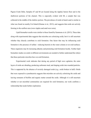   	
  
	
   	
  
	
   	
   	
  
44	
  
Pigeon Creek Delta. Samples S7 and S8 are located along the rippled, barren floor and in the
shallowest portions of the channel. This is especially evident with S8, a sample that was
collected in the middle of the shallow portion. The prevalence of ooids in beach sand is similar to
what was found on nearby Cat Island (Glumac et al., 2012), and suggests that ooids are actively
forming in the seafloor area (wave ripples and sand wave area).
Lipid biomarker results were similar to those found by Summons et al. (2013). These data
along with experimental data suggests that microbes are colonizing ooids, but it is still uncertain
whether they directly contribute to ooid formation. One factor that may be influencing ooid
formation is the presence of sulfate—reducing bacteria in the water column or on ooid surfaces.
These organisms may be increasing alkanity and promoting ooid formation locally. Further lipid
biomarker studies on ooids in different environments are needed to further understand the role(s)
that these particular microbes have on ooid formation.
Experimental work indicates that during any period of high wave agitation, the outer
layers of ooids are abrading, producing carbonate mud, and shaping ooids into rounded particles.
This is supported by the absence of severely damaged ooids (e.g., ooids broken in half). Ooids
that were exposed to cyanobacteria suggests that microbes are actively colonizing the ooids and
leaving remnants of biofilm and organic matter around the ooids. Although it is still uncertain
whether or not microbial communities are required for ooid formation, our work confirms a
relationship that needs further exploration.
 