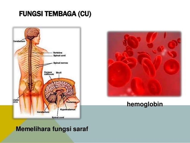 Fungsi & sumber mineral & air