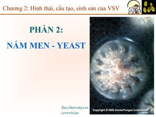 PHẦN 2:
NẤM MEN - YEAST
Saccharomyces
cerevisiae
Chương 2: Hình thái, cấu tạo, sinh sản của VSV
 