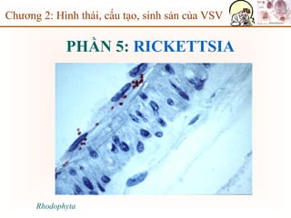 PHẦN 5: RICKETTSIA
Chương 2: Hình thái, cấu tạo, sinh sản của VSV
Rhodophyta
 