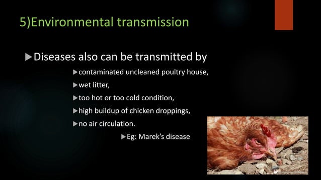 Spreading of broiler diseases