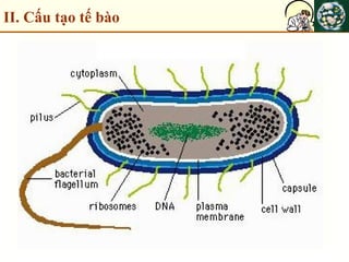 II. Cấu tạo tế bào
 