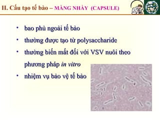 II. Cấu tạo tế bào – MÀNG NHẦY (CAPSULE)
• bao phủ ngoài tế bàobao phủ ngoài tế bào
• thường được tạo từ polysaccharidethường được tạo từ polysaccharide
• thường biến mất đối với VSV nuôi theothường biến mất đối với VSV nuôi theo
phương phápphương pháp in vitroin vitro
• nhiệm vụ bảo vệ tế bàonhiệm vụ bảo vệ tế bào
 