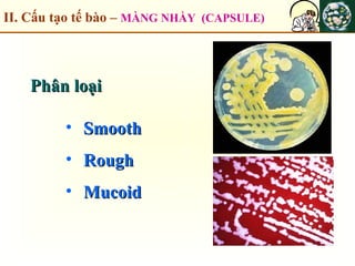 II. Cấu tạo tế bào – MÀNG NHẦY (CAPSULE)
Phân loạiPhân loại
• SmoothSmooth
• RoughRough
• MucoidMucoid
 