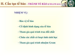 II. Cấu tạo tế bào - THÀNH TẾ BÀO (CELLWALL)
NHIỆM VỤ:
- Bảo vệ tế bào
- Cố định hình dạng của tế bào
- Tham gia quá trình trao đổi chất
- Chứa các chất có hoạt tính sinh học
- Tham gia quá trình nhuộm Gram
 