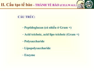 II. Cấu tạo tế bào - THÀNH TẾ BÀO (CELLWALL)
CẤU TRÚC:
- Peptidoglucan (có nhiều ở Gram +)
- Acid teichoic, acid lipo teichoic (Gram +)
- Polysaccharide
- Lipopolysaccharide
- Enzyme
 