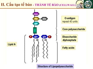 II. Cấu tạo tế bào - THÀNH TẾ BÀO (CELLWALL)
 