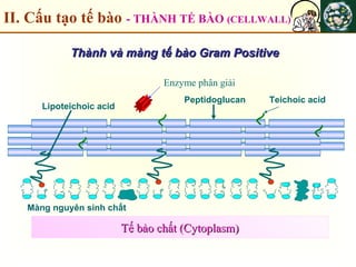 II. Cấu tạo tế bào - THÀNH TẾ BÀO (CELLWALL)
Tế bào chất (Cytoplasm)Tế bào chất (Cytoplasm)
Lipoteichoic acid
Peptidoglucan
Màng nguyên sinh chất
Thành và màng tế bào Gram PositiveThành và màng tế bào Gram Positive
Enzyme phân giải
Teichoic acid
 