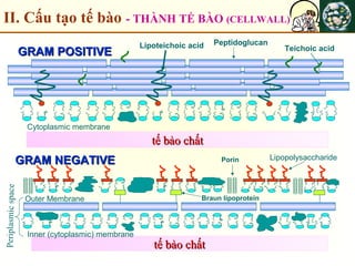 II. Cấu tạo tế bào - THÀNH TẾ BÀO (CELLWALL)
GRAM POSITIVEGRAM POSITIVE
GRAM NEGATIVEGRAM NEGATIVE
tế bào chấttế bào chất
tế bào chấttế bào chất
Lipoteichoic acid Teichoic acid
Cytoplasmic membrane
Inner (cytoplasmic) membrane
Outer Membrane
LipopolysaccharidePorin
Braun lipoprotein
Periplasmicspace
Peptidoglucan
 