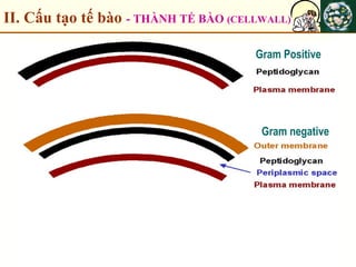 II. Cấu tạo tế bào - THÀNH TẾ BÀO (CELLWALL)
Gram negative
Gram Positive
 