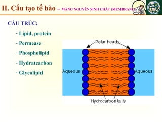 II. Cấu tạo tế bào – MÀNG NGUYÊN SINH CHẤT (MEMBRANE)
CẤU TRÚC:
- Lipid, protein
- Permease
- Phospholipid
- Hydratcarbon
- Glycolipid
 