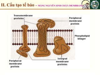 II. Cấu tạo tế bào – MÀNG NGUYÊN SINH CHẤT (MEMBRANE)
 