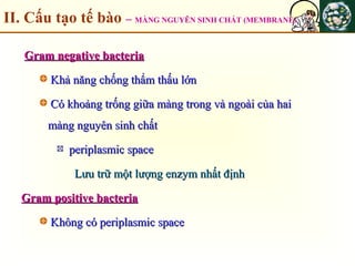 II. Cấu tạo tế bào – MÀNG NGUYÊN SINH CHẤT (MEMBRANE)
Gram negative bacteriaGram negative bacteria
Khả năng chống thẩm thấu lớnKhả năng chống thẩm thấu lớn
Có khoảng trống giữa màng trong và ngoài của haiCó khoảng trống giữa màng trong và ngoài của hai
màng nguyên sinh chấtmàng nguyên sinh chất
periplasmic spaceperiplasmic space
Lưu trữ một lượng enzym nhất địnhLưu trữ một lượng enzym nhất định
Gram positive bacteriaGram positive bacteria
Không có periplasmic spaceKhông có periplasmic space
 