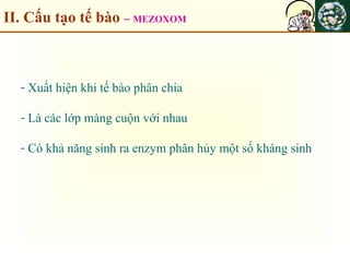 II. Cấu tạo tế bào – MEZOXOM
- Xuất hiện khi tế bào phân chia
- Là các lớp màng cuộn với nhau
- Có khả năng sinh ra enzym phân hủy một số kháng sinh
 